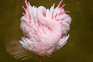 white and pink feathered bird HD wallpaper