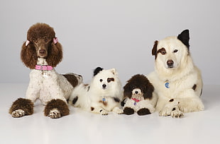 four white long coat dogs