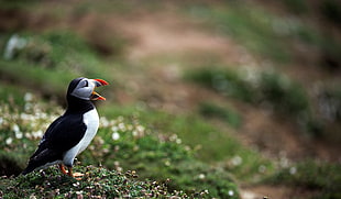 depth of field photography of Puffin bird standing on ground coated by moss