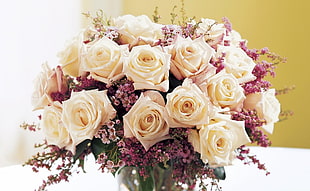 white rose flowers