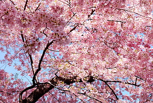 pink cherry blossom tree, pink, trees, nature, magnolia HD wallpaper