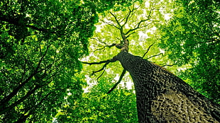 worm's eye view of large tree