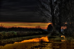 pond and forest during sunset