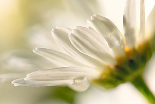 close-up photo of white Daisy flower HD wallpaper