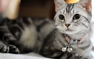silver tabby kitten wearing collar with bells HD wallpaper