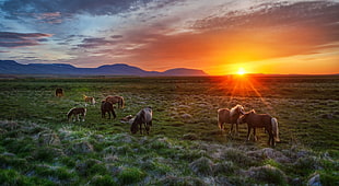 herd of brown horses on grass field during sunrise HD wallpaper