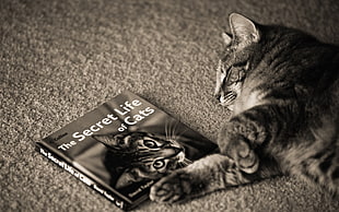 grayscale photo of a cat beside The Secret Life of Cats book HD wallpaper