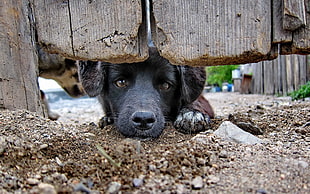 black dog crawling under wooden door, animals, dog HD wallpaper