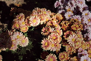 yellow and pink petaled flowers, flowers, spring, Russia