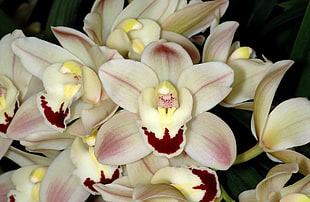close up photo of red-white-yellow orchid HD wallpaper