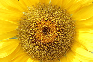macro shot of sunflower HD wallpaper