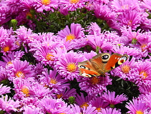 bed of purple petaled flowers with and brown peacock butterfly on top HD wallpaper