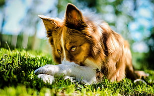 brown and black short-coated puppy, dog, depth of field, animals, grass