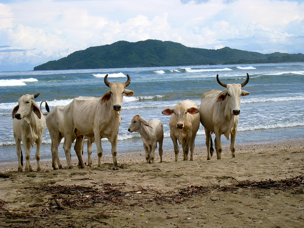 white cattle beside beach HD wallpaper