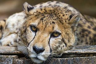 brown and black cheetah, animals, cheetah