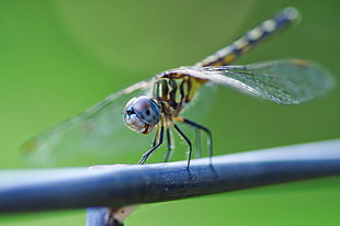 green and black dragonfly photography HD wallpaper