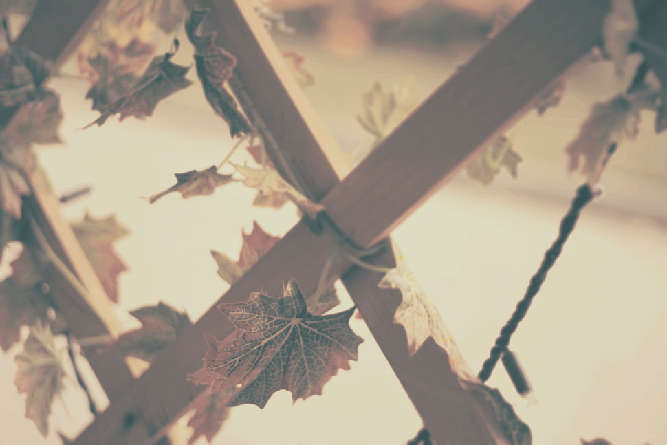 brown maple leaf, macro, nature, grapes HD wallpaper