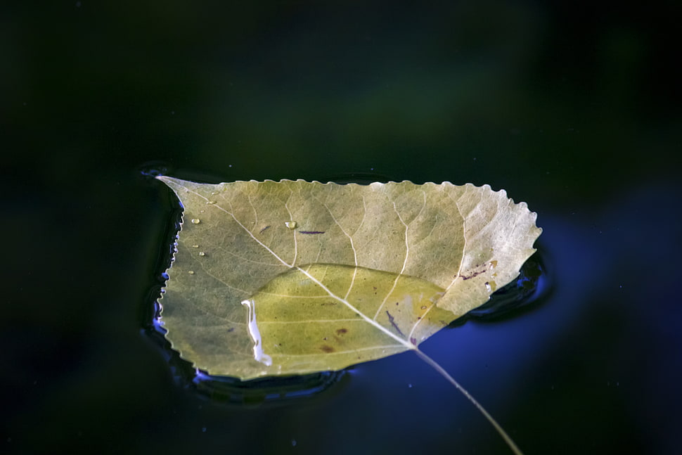 closeup photography of green leaf on water HD wallpaper