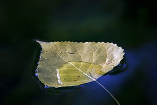 closeup photography of green leaf on water HD wallpaper
