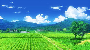 green rice field photo, Non Non Biyori, field HD wallpaper