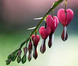 red petaled flowers, bleeding heart