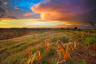 green grass during golden hour HD wallpaper