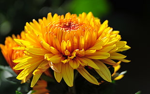 yellow Chrysanthemum flower HD wallpaper