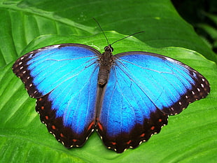 Morpho Butterfly perching on green leaf during daytime HD wallpaper