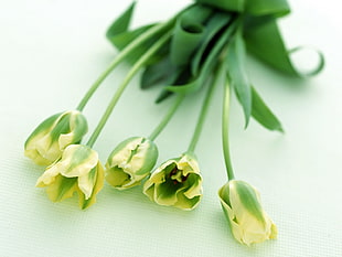 closeup photography of half bloomed yellow-and-green flowers HD wallpaper