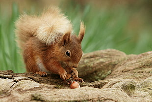shallow depth photograph of brown squirrel eating acorn HD wallpaper