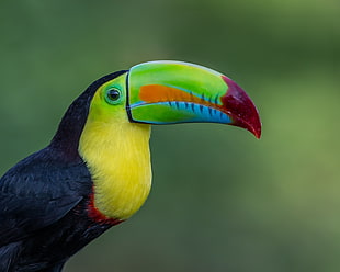 Killed-Billed Toucan, keel-billed toucan HD wallpaper