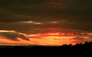 silhouette photography of trees during golden hour