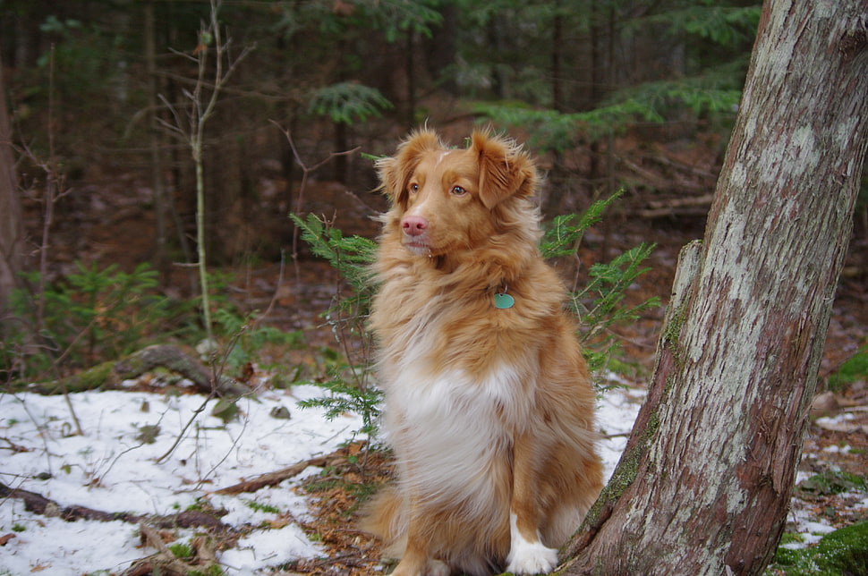 long-coated brown and white dog, Nova Scotia Duck Tolling Retriever, dog, trees, animals HD wallpaper
