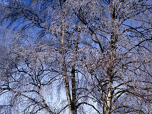 photo of snow covered tree