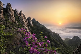 pink petaled flowers, nature, landscape, purple, flowers