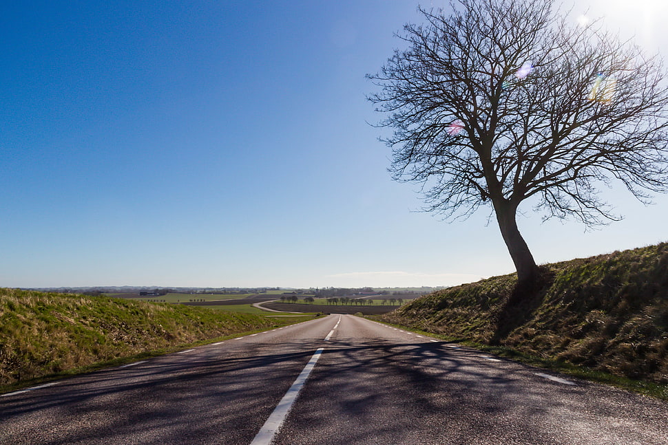 silhouette of tree  near gray concrete road HD wallpaper