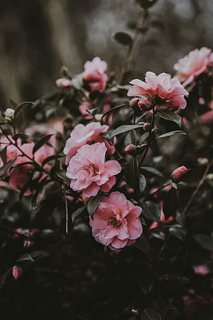 pink camellia flower, Wild rose, Bush, Pink HD wallpaper