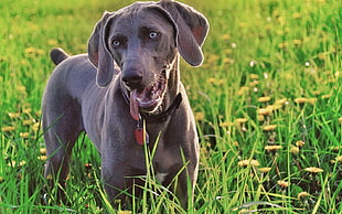 brown dog on green grass