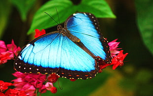close up photo of Morpho butterfly on red petaled flowers HD wallpaper