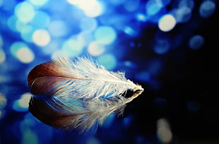 white and brown feather