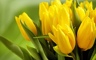 yellow and red petaled flower, flowers