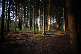 green forest, forest