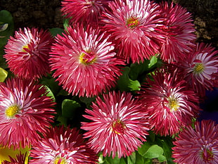 closeup photo of red petaled flowers HD wallpaper