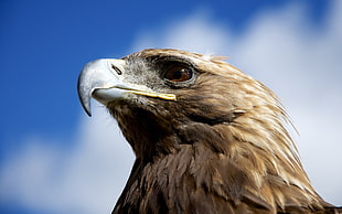 brown falcon, nature, animals, birds, eagle HD wallpaper