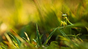 macro photography of green praying mantis HD wallpaper