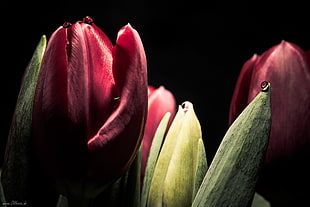 red flowers in dark room illustration