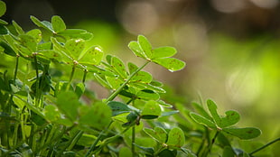 selective focus photo of green leaf plant HD wallpaper