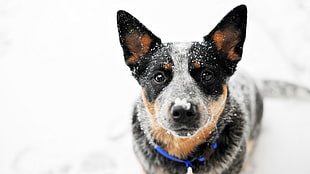 short-coated black dog, animals, dog, snow, Blue Heeler HD wallpaper