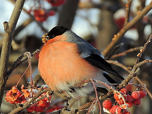 Bullfinch,  Bird,  Mountain ash,  Berries