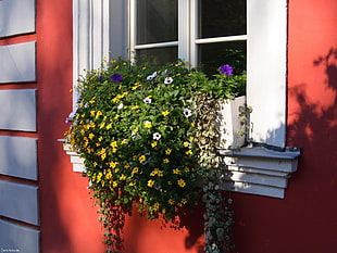 green leafed potted plant on white wooden framed window pane